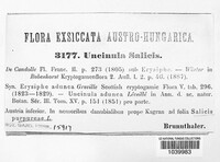 Erysiphe adunca var. adunca image
